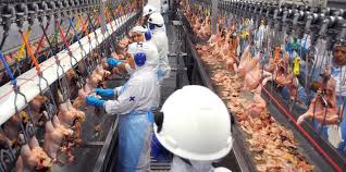 Após União Europeia proibir exportações de frango, BRF dá férias coletivas para 2,3 mil funcionários em Rio Verde